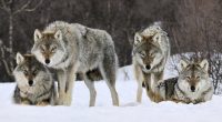 Gray Wolves Norway90006109 200x110 - Gray Wolves Norway - Wolves, Norway, Gray, Arctic